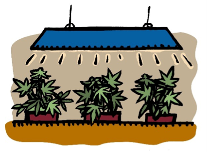 marijuana gunja plants growing illustration
